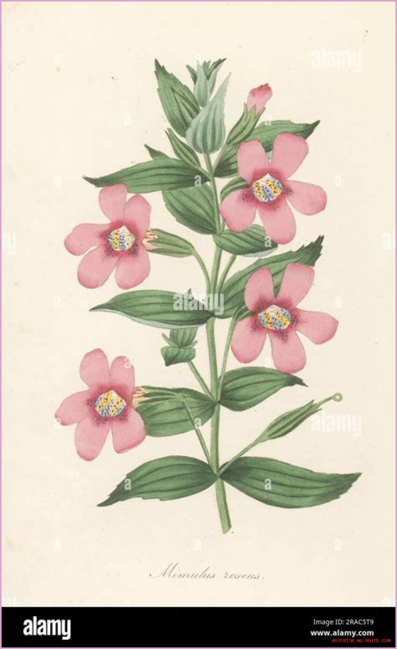 Learn About Jennie Salmon: The Renowned Scottish Botanist